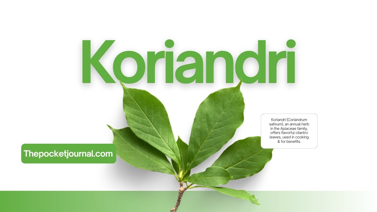 Koriandri