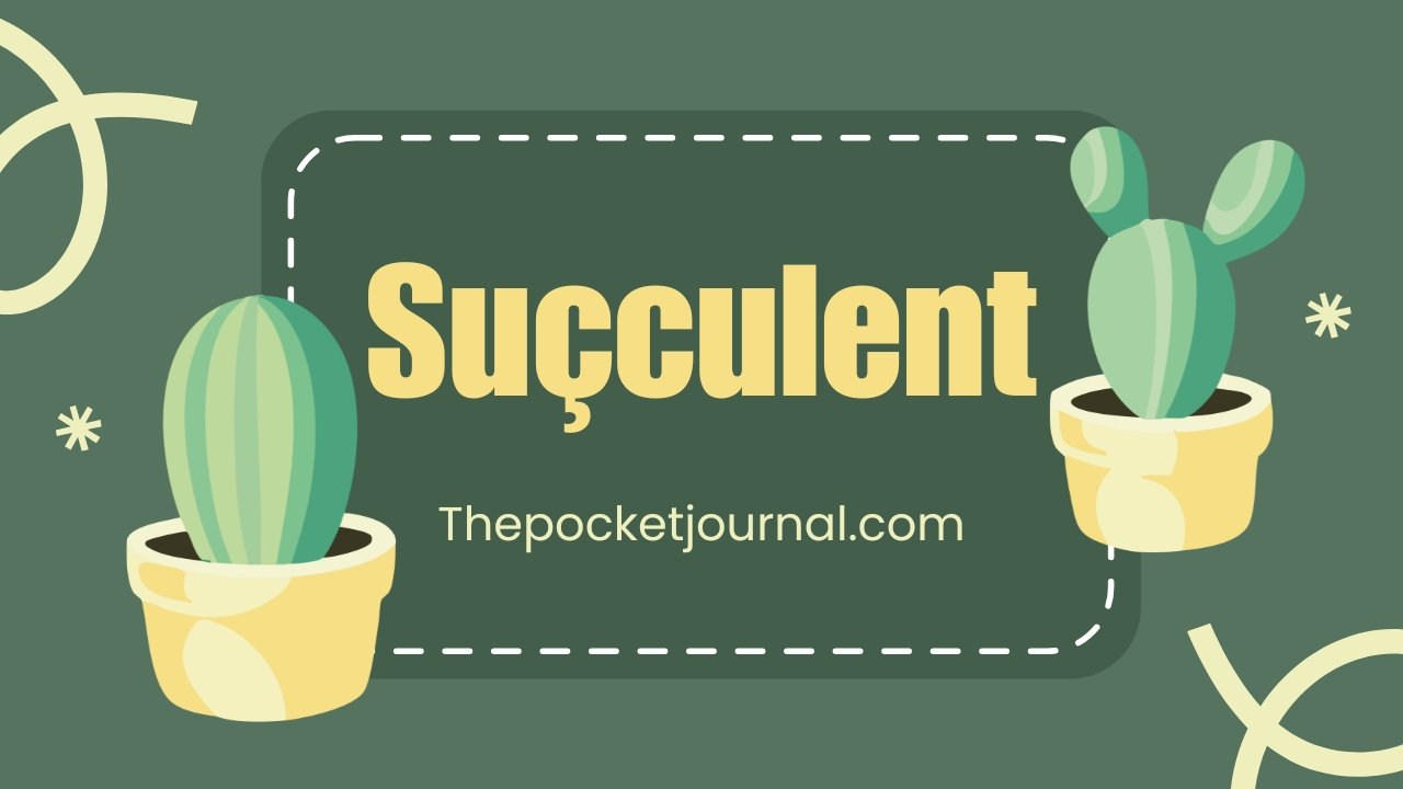 Suçculent